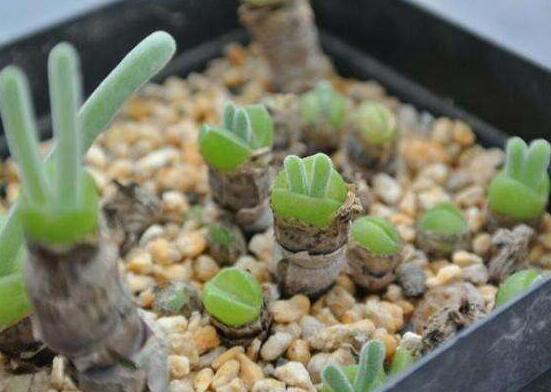 多肉碧光環(huán)種子種植，老農(nóng)總結(jié)最簡(jiǎn)單易學(xué)六點(diǎn)基本步驟