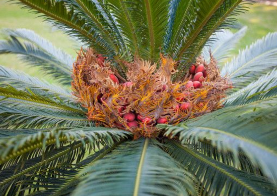 鐵樹果的功效與作用，化濕降濁、健脾和胃、去痰止咳