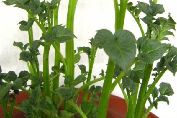 土豆苗長(zhǎng)太高要剪掉嗎