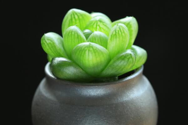 水晶玉露花語是什么