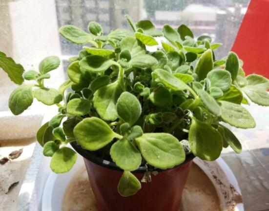 碰碰香長(zhǎng)的太長(zhǎng)怎么辦，及時(shí)修剪頭部/不斷進(jìn)行扦插繁殖