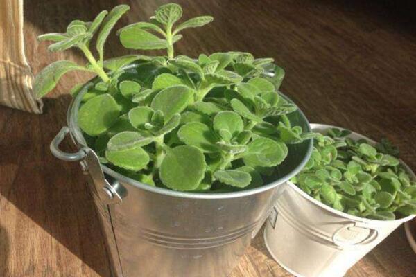 北方怎么養(yǎng)殖碰碰香，必須要做好以下5點(diǎn)