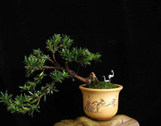 羅漢松風(fēng)水學(xué)和寓意，趨吉避兇，辟邪化煞