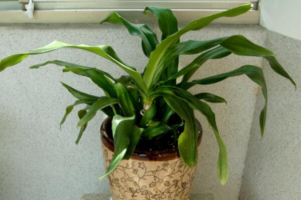 萬年青怎么養(yǎng)，萬年青養(yǎng)殖5大要點(diǎn)