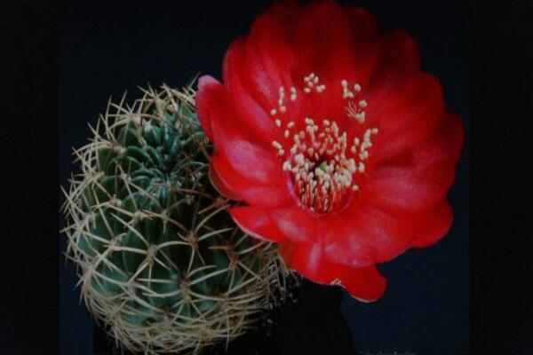 仙人掌花語(yǔ)象征與寓意，象征著堅(jiān)強(qiáng)、剛毅的愛(ài)情