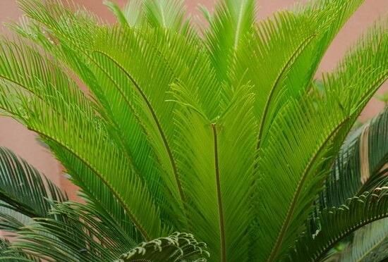 鐵樹什么時(shí)候長新葉，每年春秋時(shí)分生長出2-3輪新葉