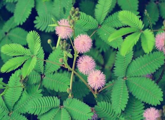含羞草晚上會(huì)閉合嗎，會(huì)/屬于一種自然生長澎壓現(xiàn)象