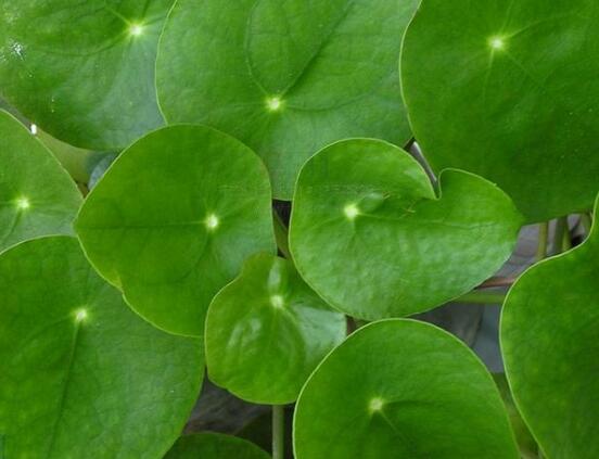 銅錢草和鏡面草的區(qū)別，外觀/生長環(huán)境/價值三種區(qū)別方法