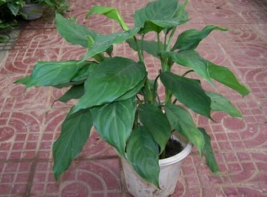 萬年青怎么繁殖，萬年青扦插方法圖解