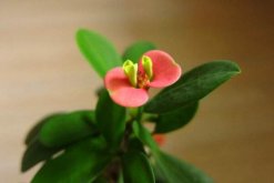 怎么讓虎刺梅開花，加強光照并保證養(yǎng)分充足