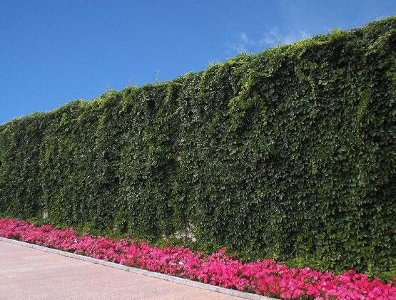 常春藤和爬山虎的區(qū)別，三個(gè)方法教你簡(jiǎn)單分辨