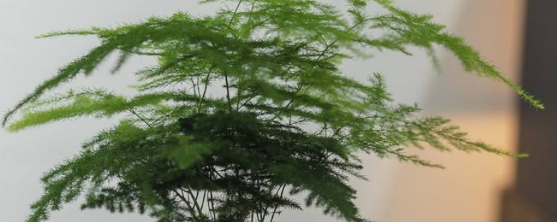 云竹葉子發(fā)黃怎么回事