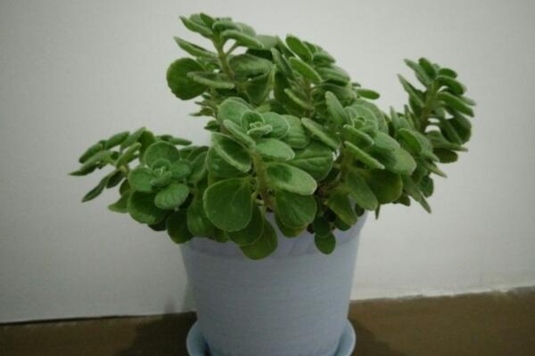 碰碰香怎么養(yǎng)殖，養(yǎng)好碰碰香最關(guān)鍵的5步