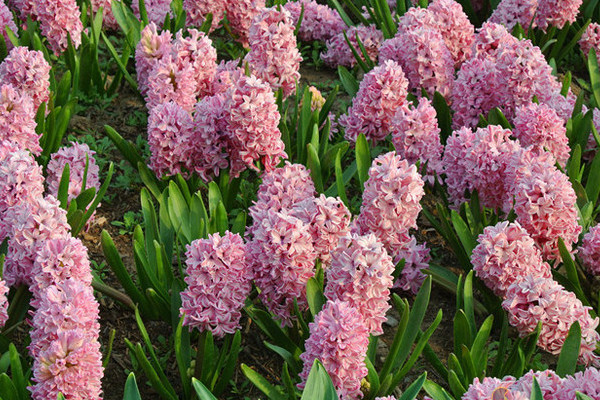 風(fēng)信子和郁金香的區(qū)別