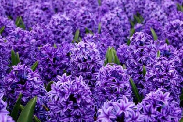 風(fēng)信子的花語和寓意