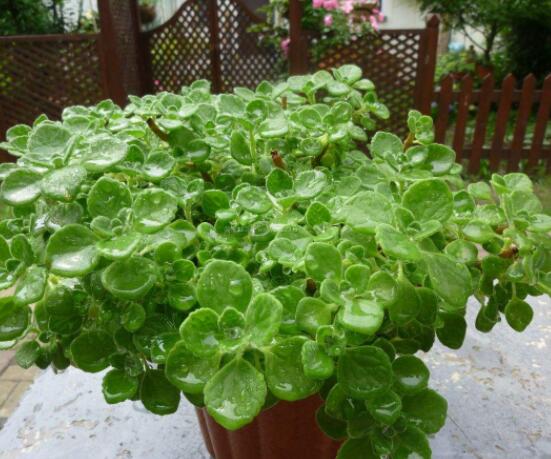 碰碰香如何澆水，做到見干見濕原則