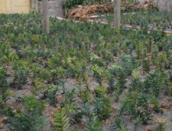 紅豆杉扦插繁殖方法，做好這五大方法便可生根發(fā)芽