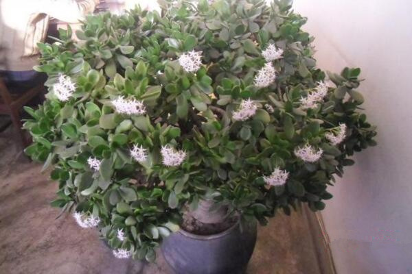 燕子掌會開花嗎，可以開花但是開花難度較高