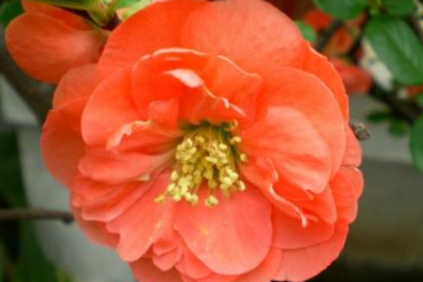 長(zhǎng)壽冠海棠夏季怎么管理