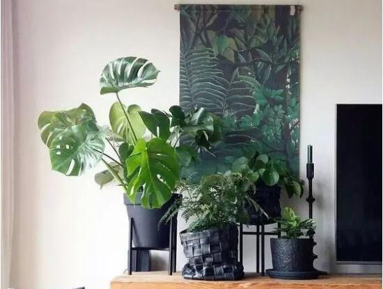 龜背竹吸甲醛嗎，能吸/可除去室內(nèi)90%甲醛