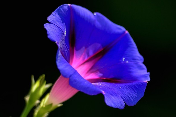 牽?；ㄓ惺裁醋饔? src="/nongchan/d/file/20201223/3kjgw1pts51.jpg" / data-8dbZ="4xFS2j"></p>
<p data-NhzO="hsLrdu">
	牽?；ň哂姓陉幍淖饔?。牽?；▽儆谔俾仓辏藗冊诜N植牽?；〞r(shí)總會(huì)將其種植在涼亭、籬笆或者墻邊，等待牽?；ㄉL成熟，爬滿涼亭后，其植株枝葉繁茂，可以遮擋陽光的照射，所以牽?；ㄓ兄陉幍淖饔?。</p>
<p data-C511="fmZV7Z">
	<strong data-8Y9M="CZ7ZOP">2、觀賞作用</strong></p>
<p data-nrsA="xSDkiQ">
	<img alt=