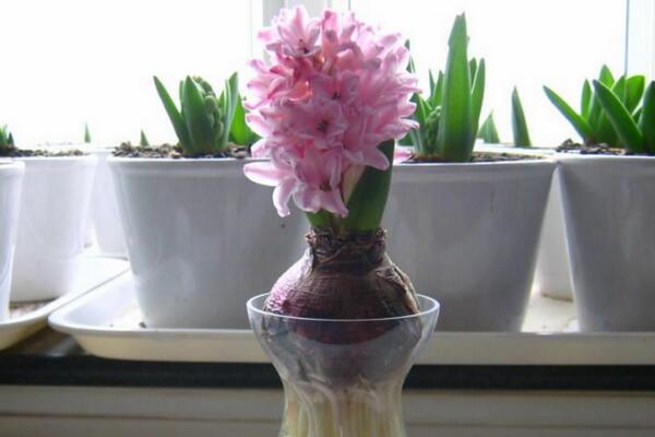 風(fēng)信子葉子發(fā)黃及處理技巧，4種原因以及處理方法