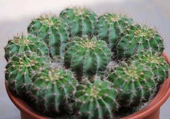 仙人球移栽注意事項(xiàng)，注意不可弄傷根系、及時(shí)消毒/土壤微濕潤(rùn)