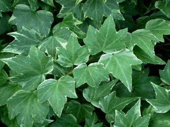 常春藤葉子干枯怎么辦，做好這五點即可恢復生機