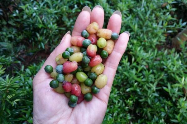 羅漢松的果實(shí)能吃嗎，果實(shí)只能吃一部分