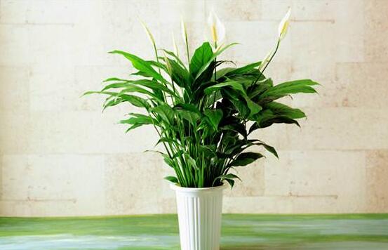 一帆風(fēng)順用什么水澆，澆池塘水、淘米水生長(zhǎng)最快