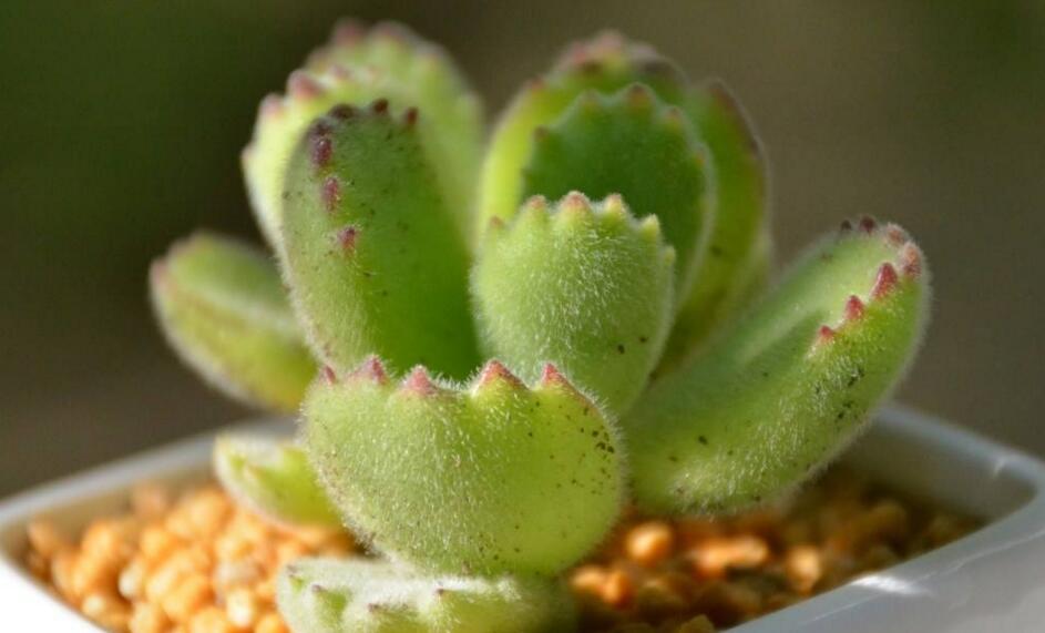 熊童子多久澆一次水，要根據(jù)季節(jié)的變化來(lái)澆水