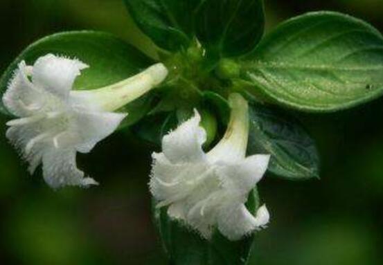 六月雪葉子軟了變黑怎么辦，教你兩種最直觀有效解決方法