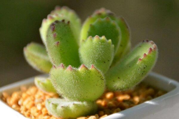 熊童子冬天怎么養(yǎng)，冬季必須要做好以下5點(diǎn)