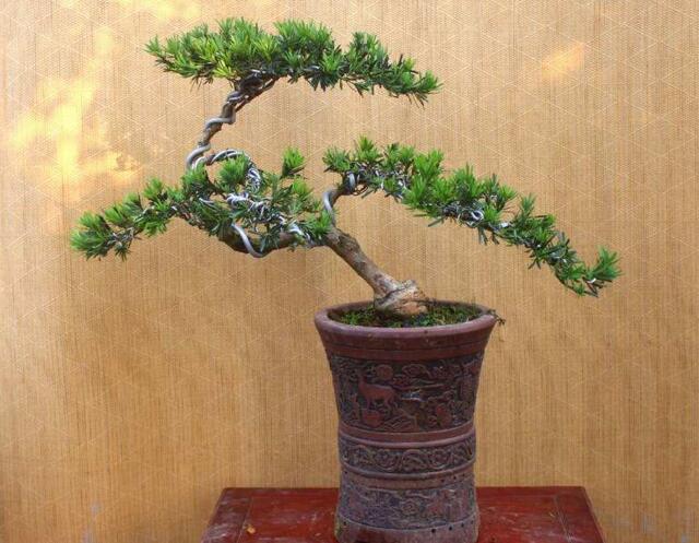 小葉羅漢松怎么養(yǎng)，掌握最佳的養(yǎng)殖方法最重要