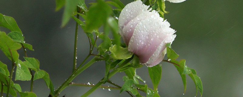 新栽的牡丹花怎么過(guò)冬