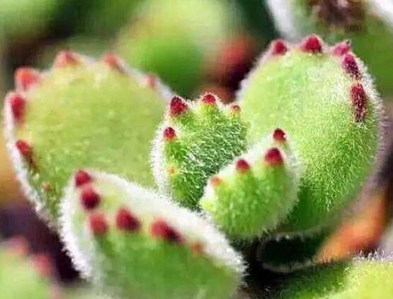 熊童子開花會死嗎，不會/適當(dāng)遮陰、及時降溫