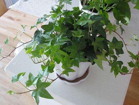 爬山虎和常春藤怎么區(qū)分，盤點(diǎn)三種區(qū)別方法(屬性/株型/生長習(xí)性)