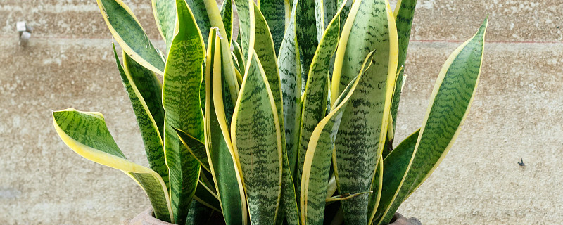 虎皮蘭凍傷還能恢復嗎