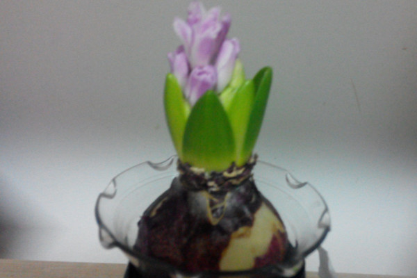 水培風信子多久換一次水，生長期可一周換水一次