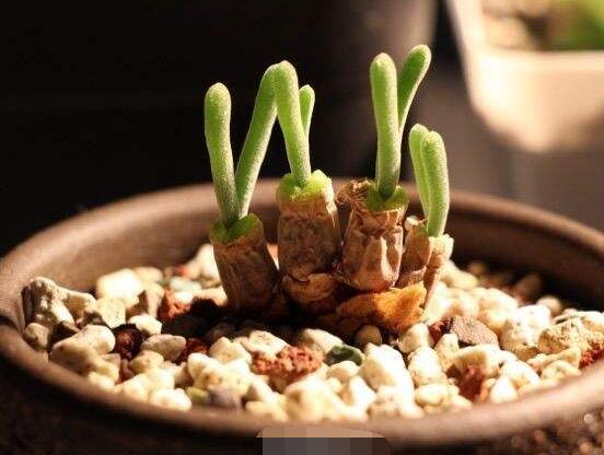 碧光環(huán)怎么播種，做好五個步驟三天快速發(fā)芽