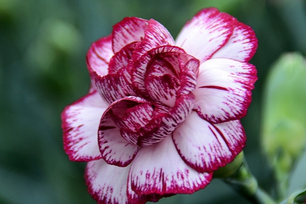 康乃馨不開(kāi)花需要修剪嗎