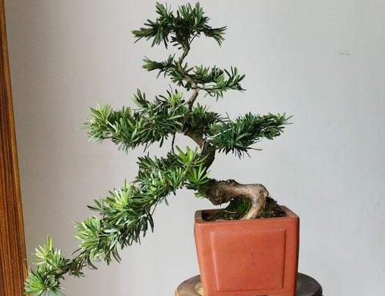 羅漢松施肥技巧，只需要五個步驟養(yǎng)的郁郁蔥蔥