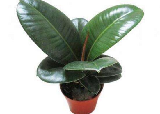 橡皮樹(shù)爛根什么原因，橡皮樹(shù)爛根怎么辦