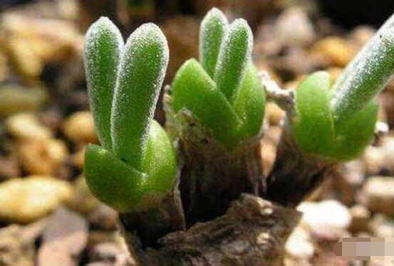 碧光環(huán)的用土方法，四份營養(yǎng)土六份蛭石一份珍珠巖混合配制