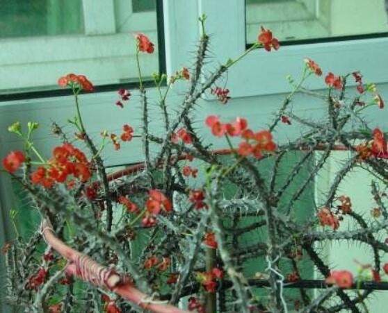 虎刺梅的繁殖方法，教你兩種最常用的繁殖方法(扦插與組培)