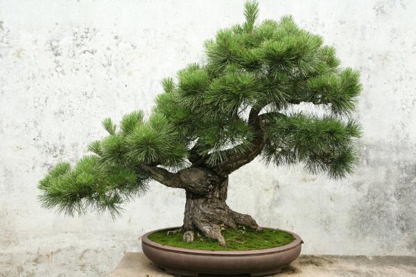 小羅漢松能長大嗎，能長大但生長速度施肥緩慢