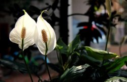 一帆風順花為什么變綠，缺光缺肥是導致綠的罪魁禍首