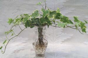 常春藤可以水培嗎，常春藤水培養(yǎng)殖方法