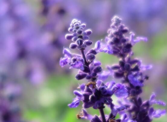 薰衣草精油的功效與用法，美容養(yǎng)顏、舒緩心情