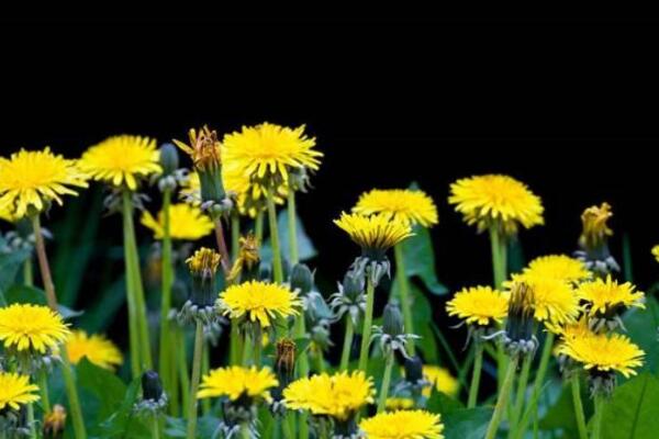 蒲公英種子怎樣種植，可通過(guò)5步進(jìn)行種植